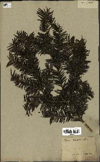 spécimen de Taxus baccata