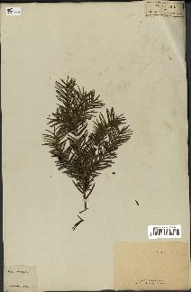 spécimen de Taxus baccata