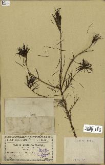 spécimen de Larix sibirica