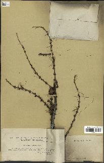 spécimen de Larix polonica