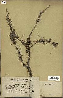 spécimen de Larix polonica