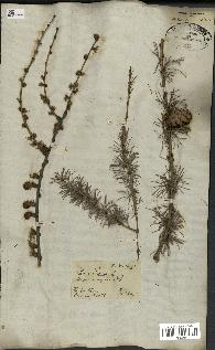 spécimen de Larix europaea