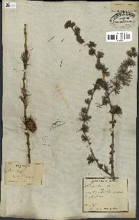 spécimen de Larix europaea