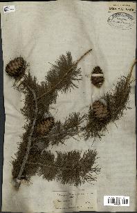 spécimen de Larix europaea