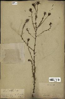 spécimen de Larix europaea