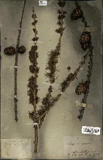 spécimen de Larix europaea