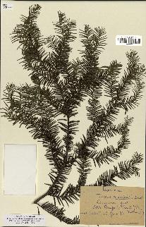 spécimen de Taxus canadensis