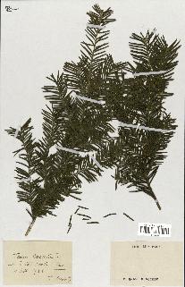 spécimen de Taxus baccata