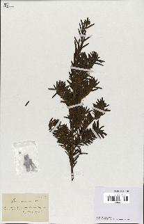 spécimen de Taxus baccata
