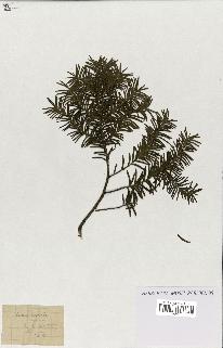 spécimen de Taxus baccata