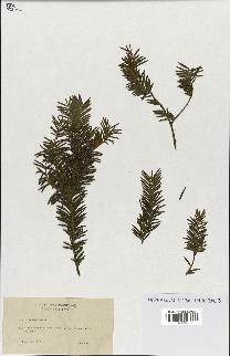 spécimen de Taxus baccata
