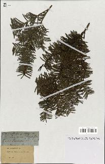 spécimen de Taxus baccata