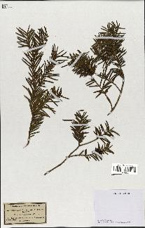 spécimen de Taxus baccata