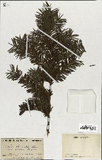 spécimen de Taxus baccata