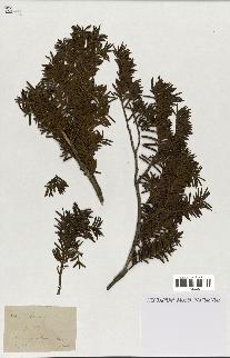 spécimen de Taxus baccata