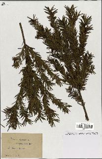 spécimen de Taxus baccata