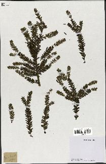 spécimen de Taxus baccata