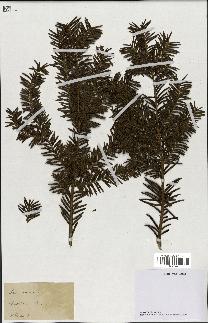 spécimen de Taxus baccata
