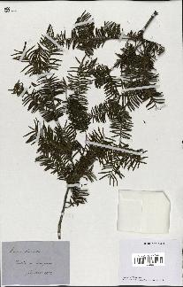 spécimen de Taxus baccata