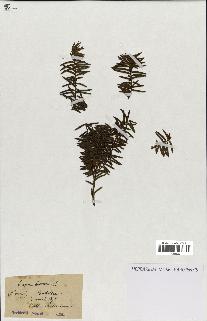 spécimen de Taxus baccata