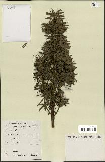 spécimen de Taxus baccata