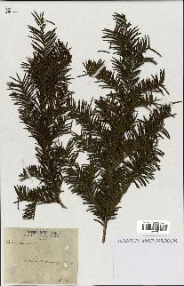 spécimen de Taxus baccata