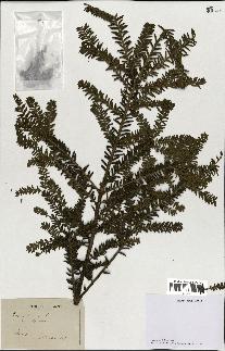 spécimen de Taxus baccata