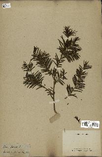 spécimen de Taxus baccata
