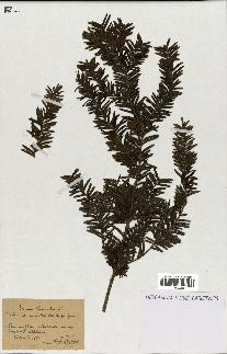 spécimen de Taxus baccata