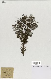 spécimen de Taxus baccata