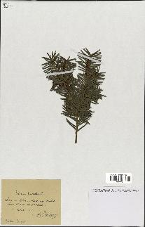 spécimen de Taxus baccata