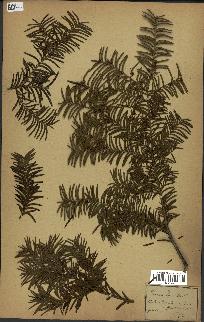 spécimen de Taxus baccata