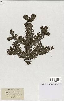 spécimen de Taxus baccata