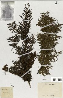 spécimen de Taxus baccata
