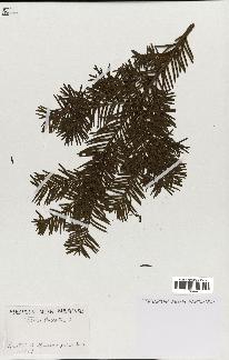 spécimen de Taxus baccata