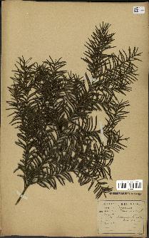 spécimen de Taxus baccata