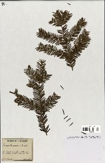 spécimen de Taxus baccata
