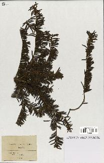 spécimen de Taxus baccata