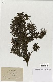 spécimen de Taxus baccata