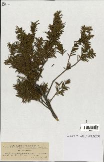 spécimen de Taxus baccata