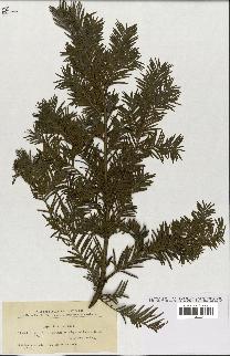 spécimen de Taxus baccata