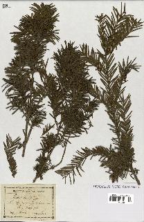 spécimen de Taxus baccata