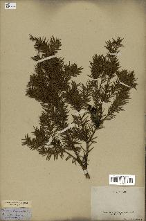 spécimen de Taxus baccata
