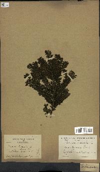 spécimen de Taxus baccata