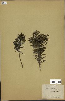 spécimen de Taxus baccata
