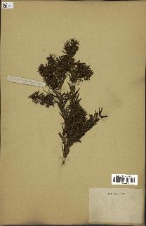 spécimen de Taxus baccata