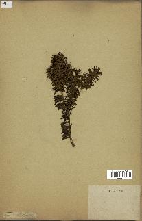 spécimen de Taxus baccata