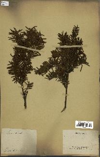 spécimen de Taxus baccata