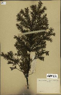 spécimen de Taxus canadensis