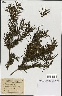 spécimen de Taxus baccata